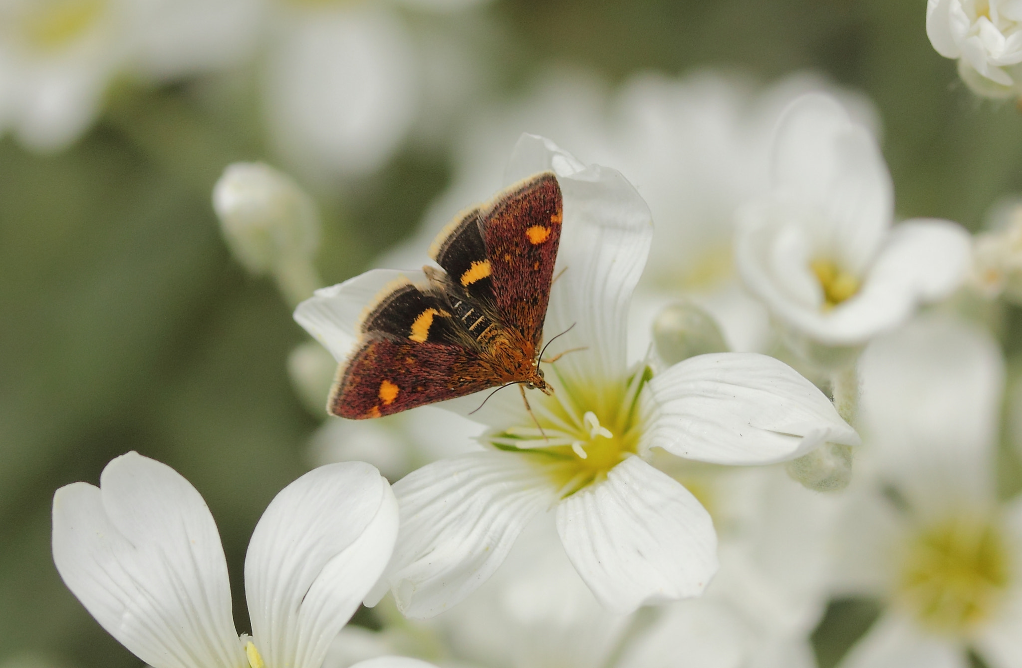 Canon EF-S 60mm F2.8 Macro USM sample photo. Symmetry photography