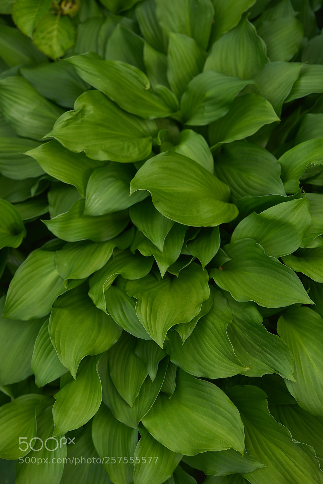 Sony a7 sample photo. Leaves 983 photography