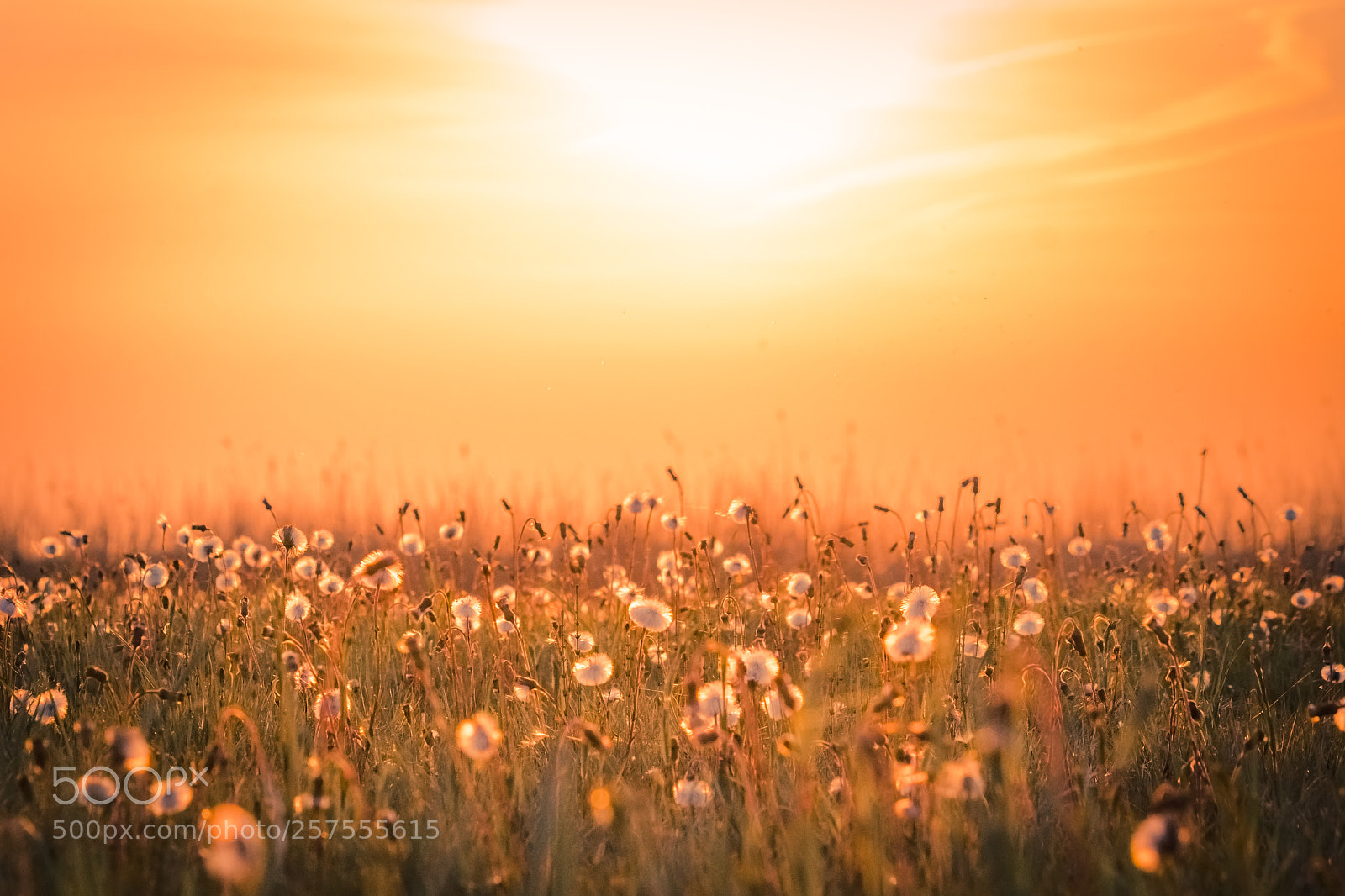 Nikon D500 sample photo. Fields of gold photography