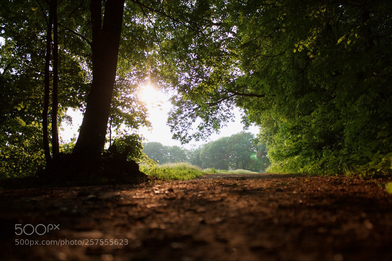Canon EOS 30D sample photo. Waldweg photography
