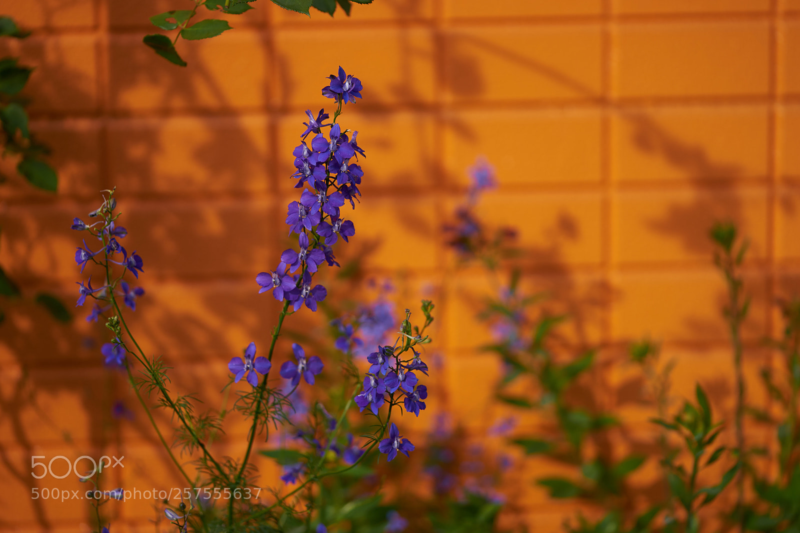 Sony a7 sample photo. Flowers 6573 photography
