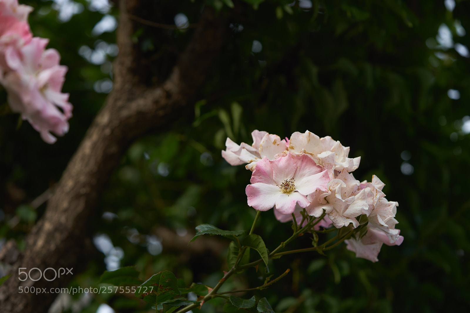 Sony a7 sample photo. Flowers 6574 photography