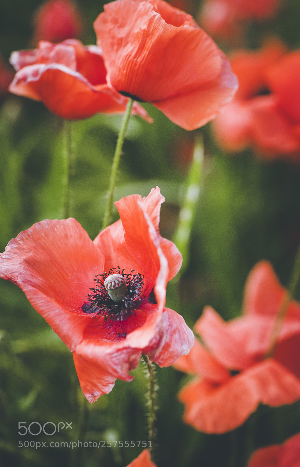 Nikon D700 sample photo. Spring poppies photography