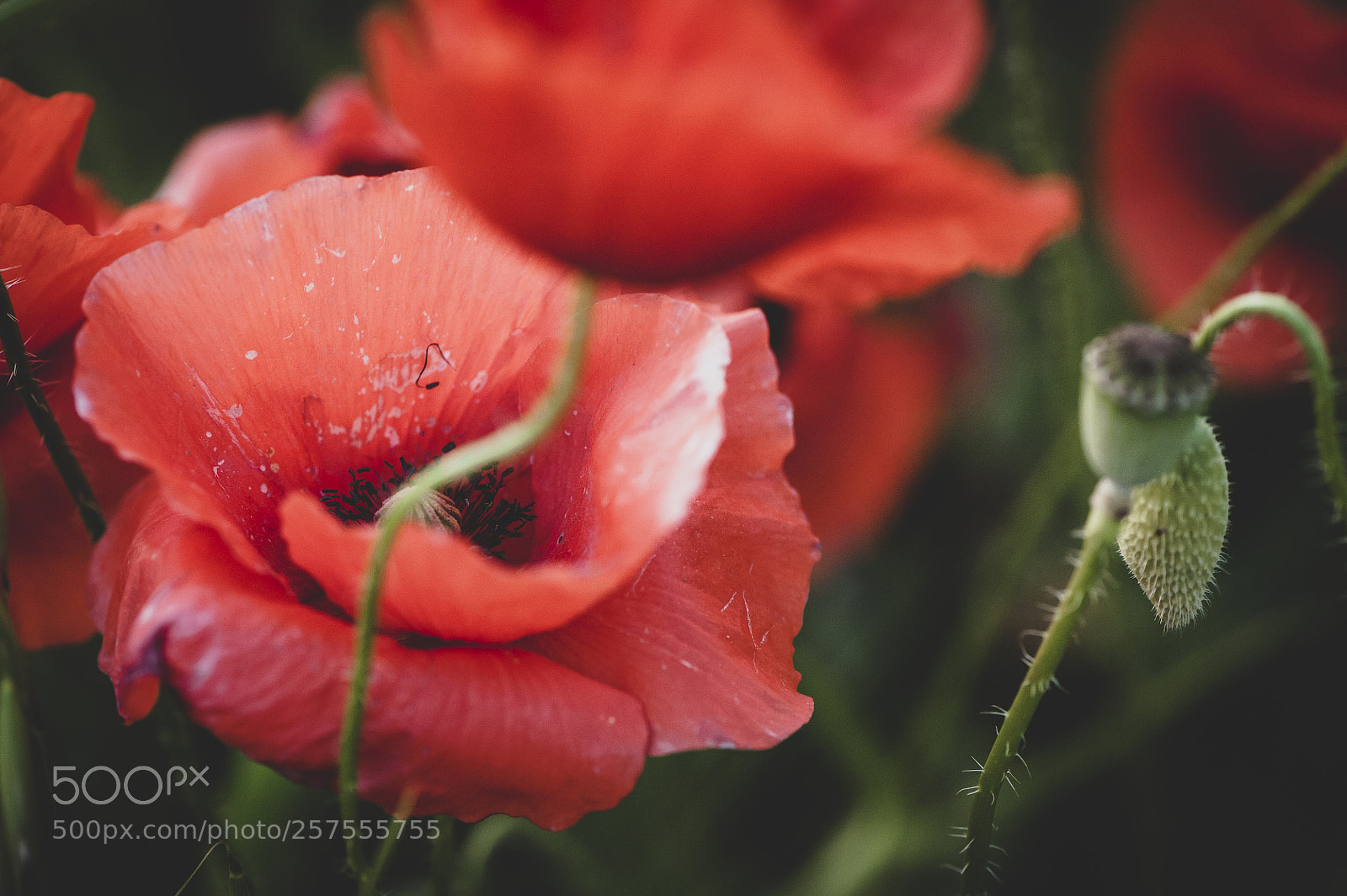 Nikon D700 sample photo. Spring poppies photography