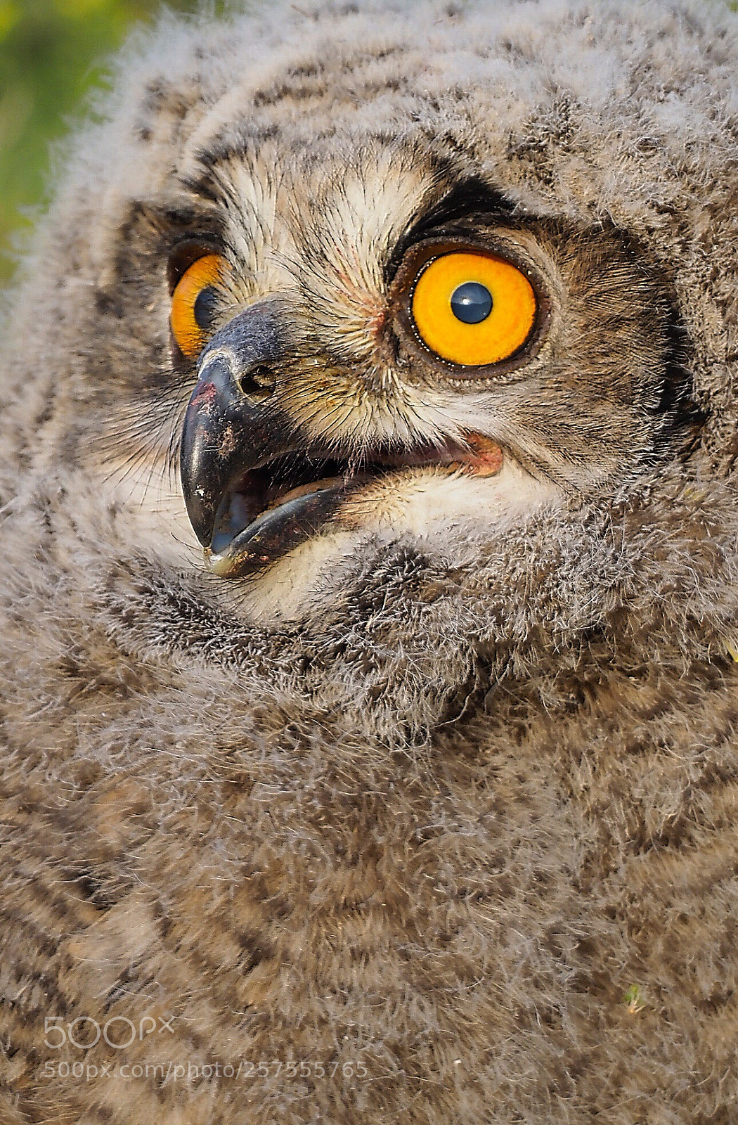 Olympus OM-D E-M1 Mark II sample photo. Bubo bubo photography