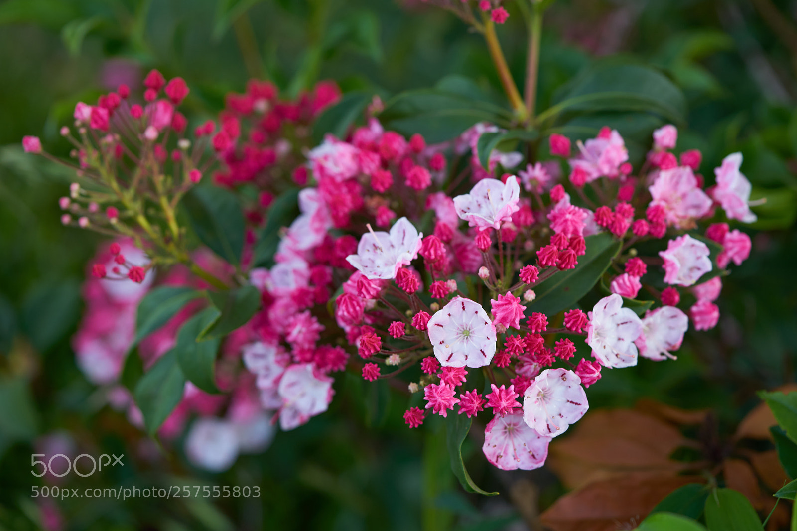 Sony a7 sample photo. Flowers 6575 photography