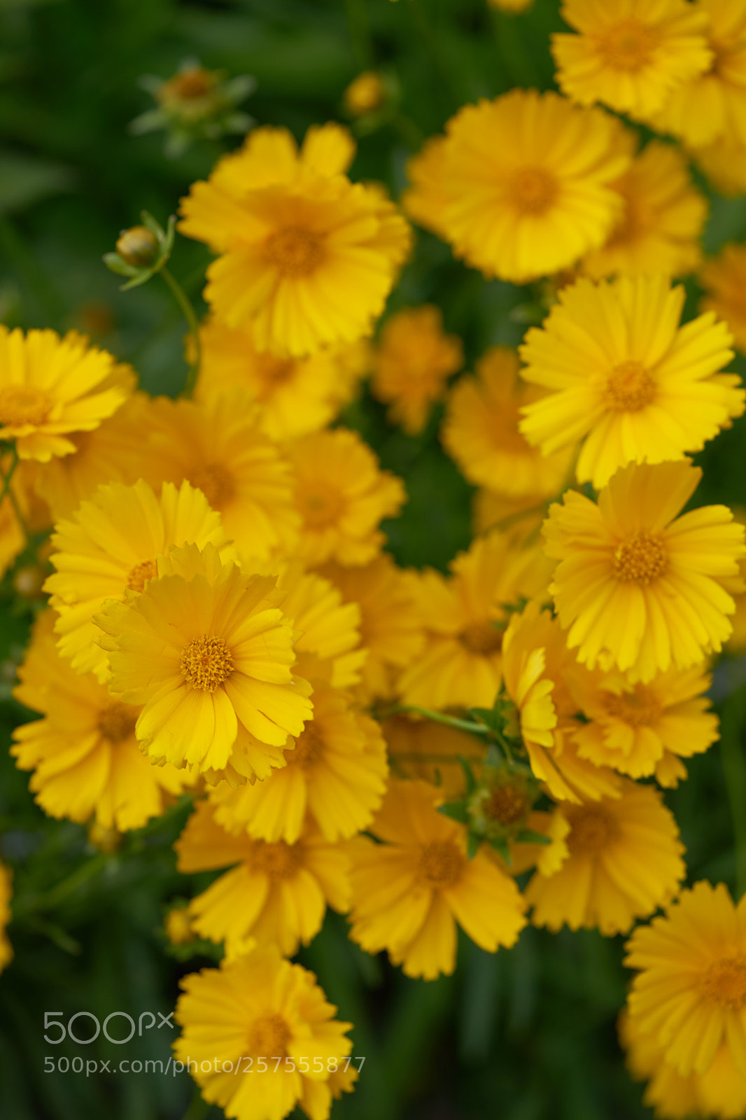 Sony a7 sample photo. Flowers 6576 photography
