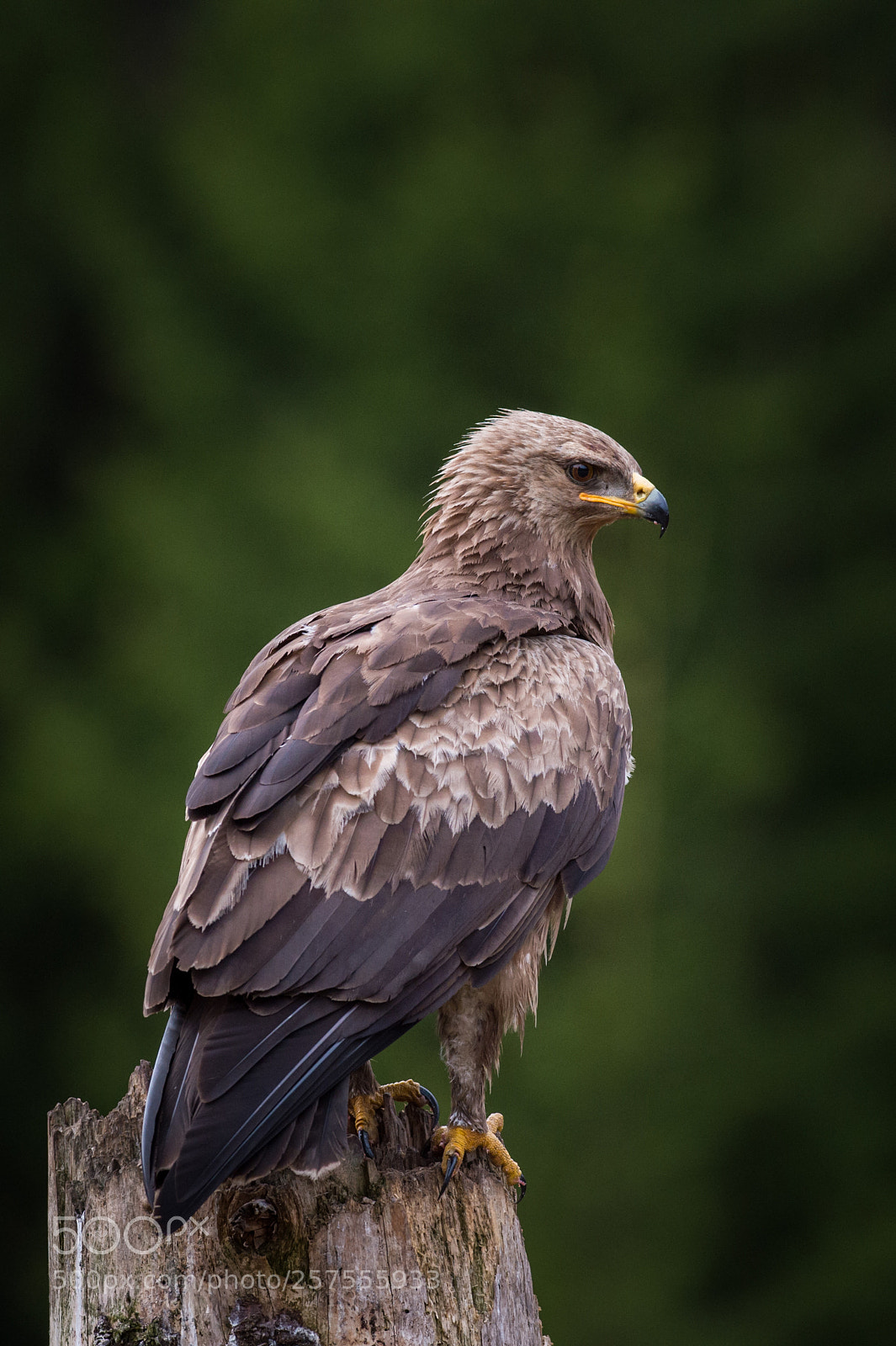 Nikon D4S sample photo. Forrest quard... photography