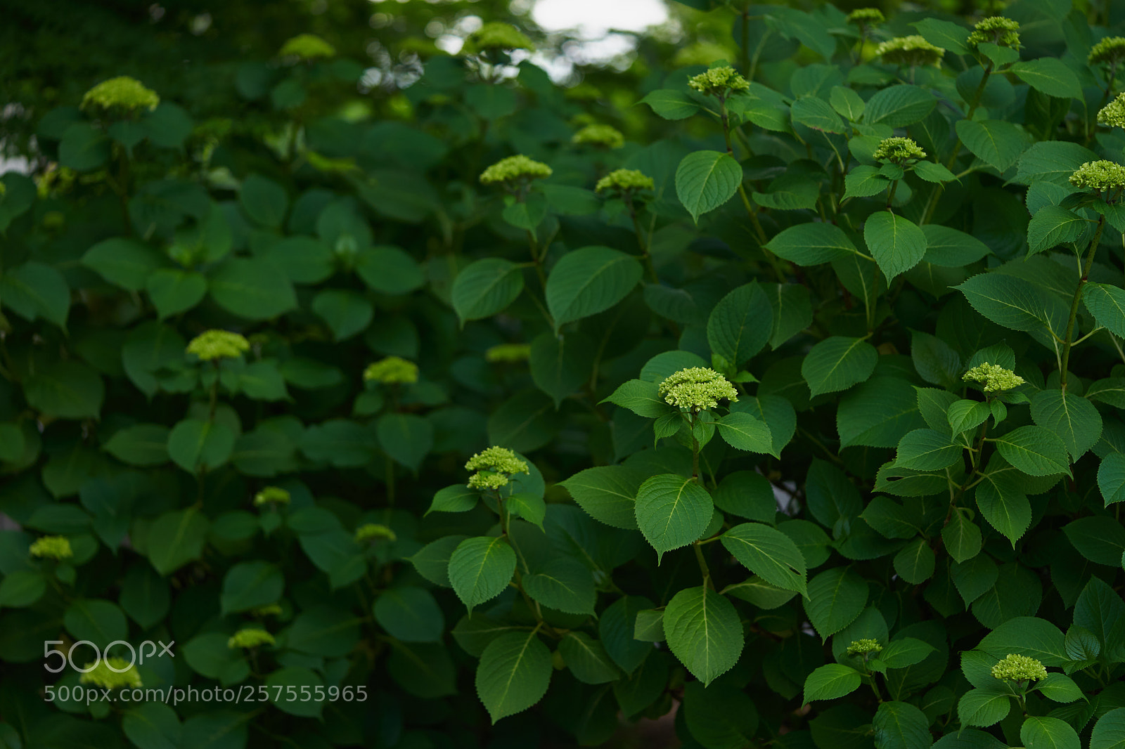 Sony a7 sample photo. Flowers 6577 photography