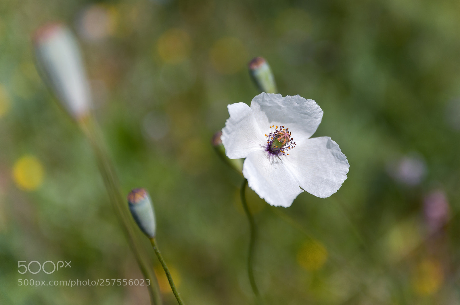 Nikon D5000 sample photo. White poppy photography