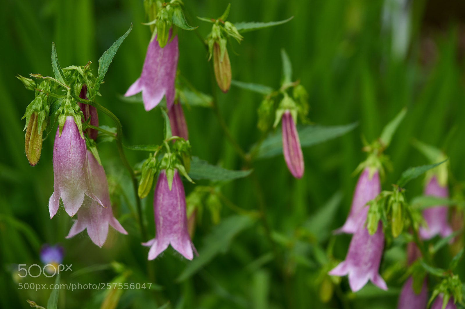 Sony a7 sample photo. Flowers 6578 photography
