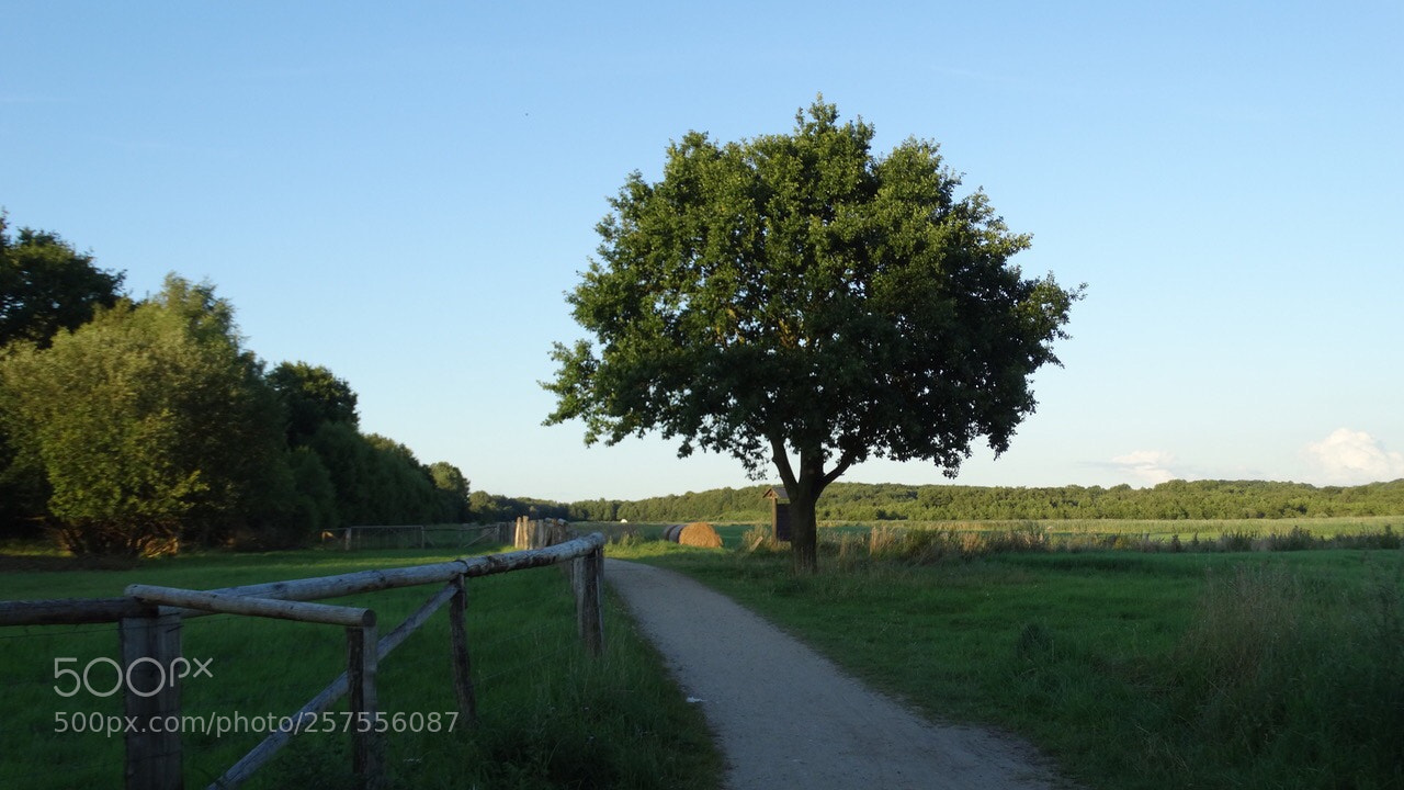 Sony Cyber-shot DSC-HX300 sample photo. Natur photography