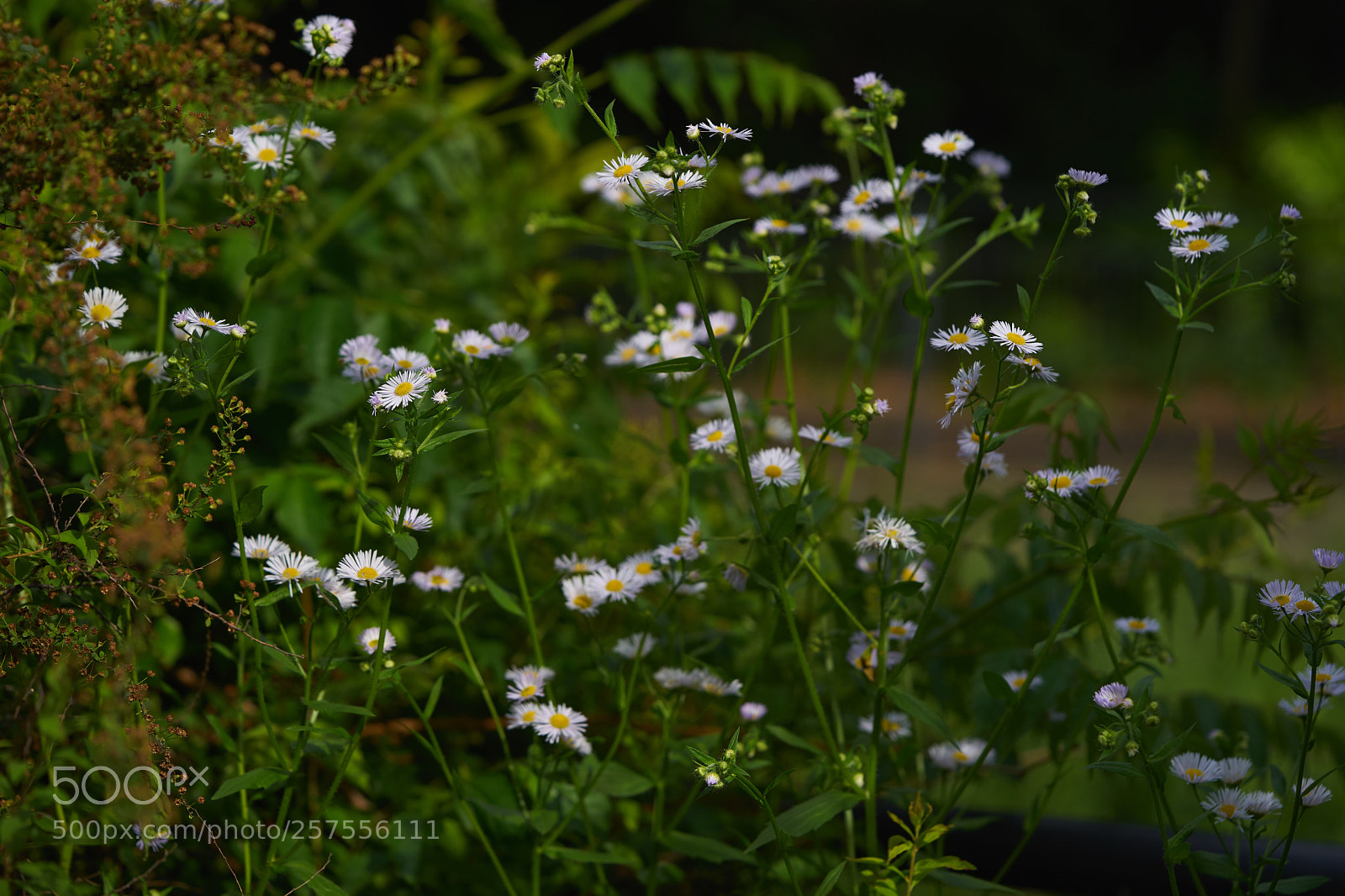 Sony a7 sample photo. Flowers 6579 photography