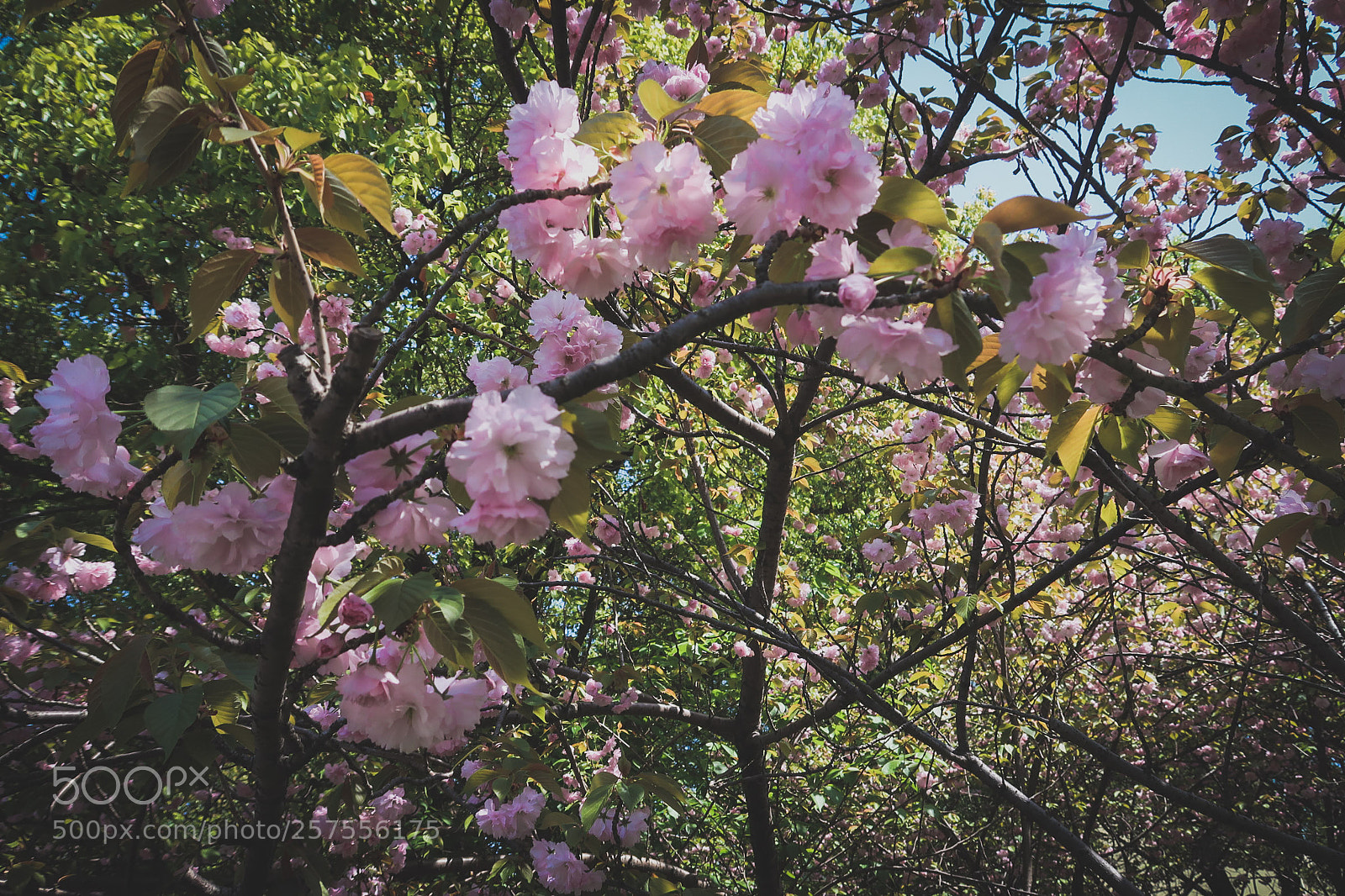 Canon PowerShot G7 X Mark II sample photo. Sakura photography