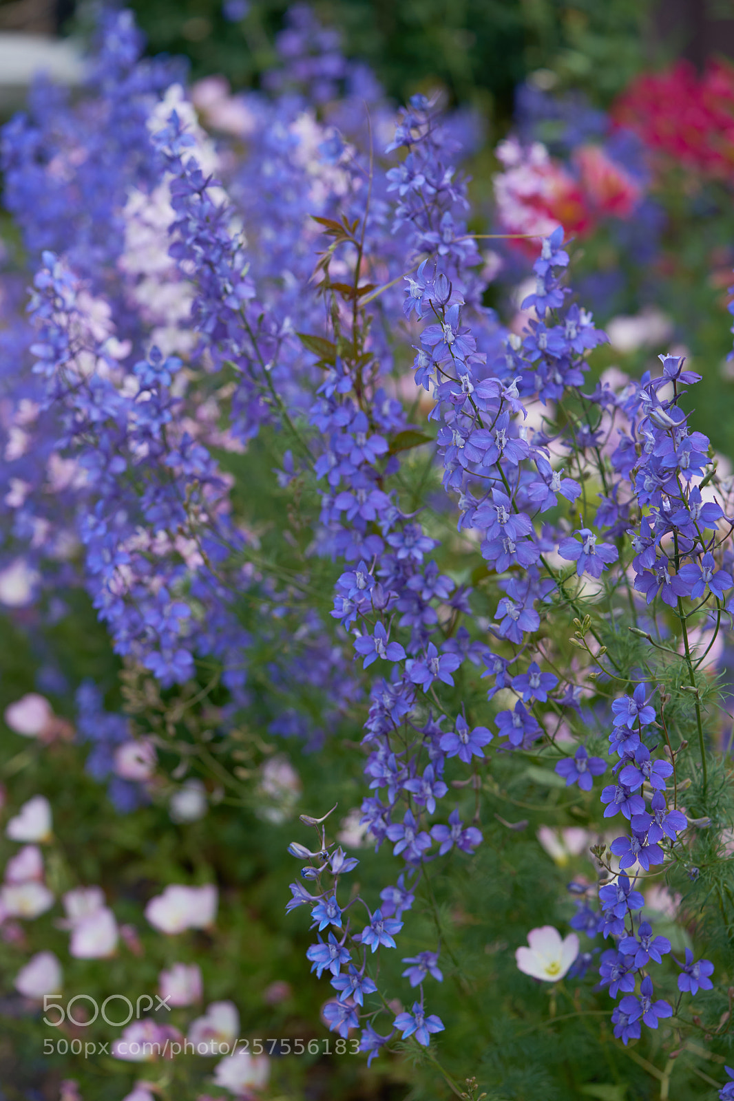 Sony a7 sample photo. Flowers 6580 photography