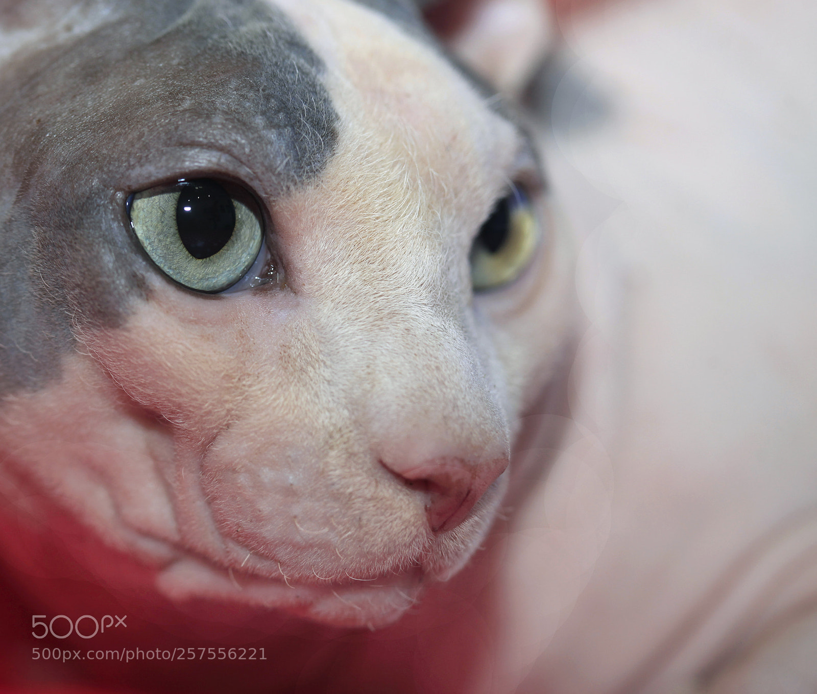 Canon EOS 5D Mark II sample photo. Hairless cat photography