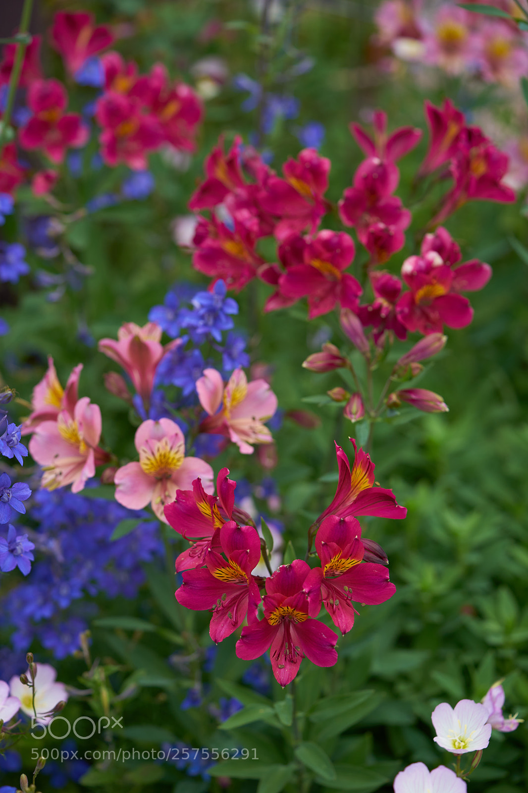 Sony a7 sample photo. Flowers 6581 photography