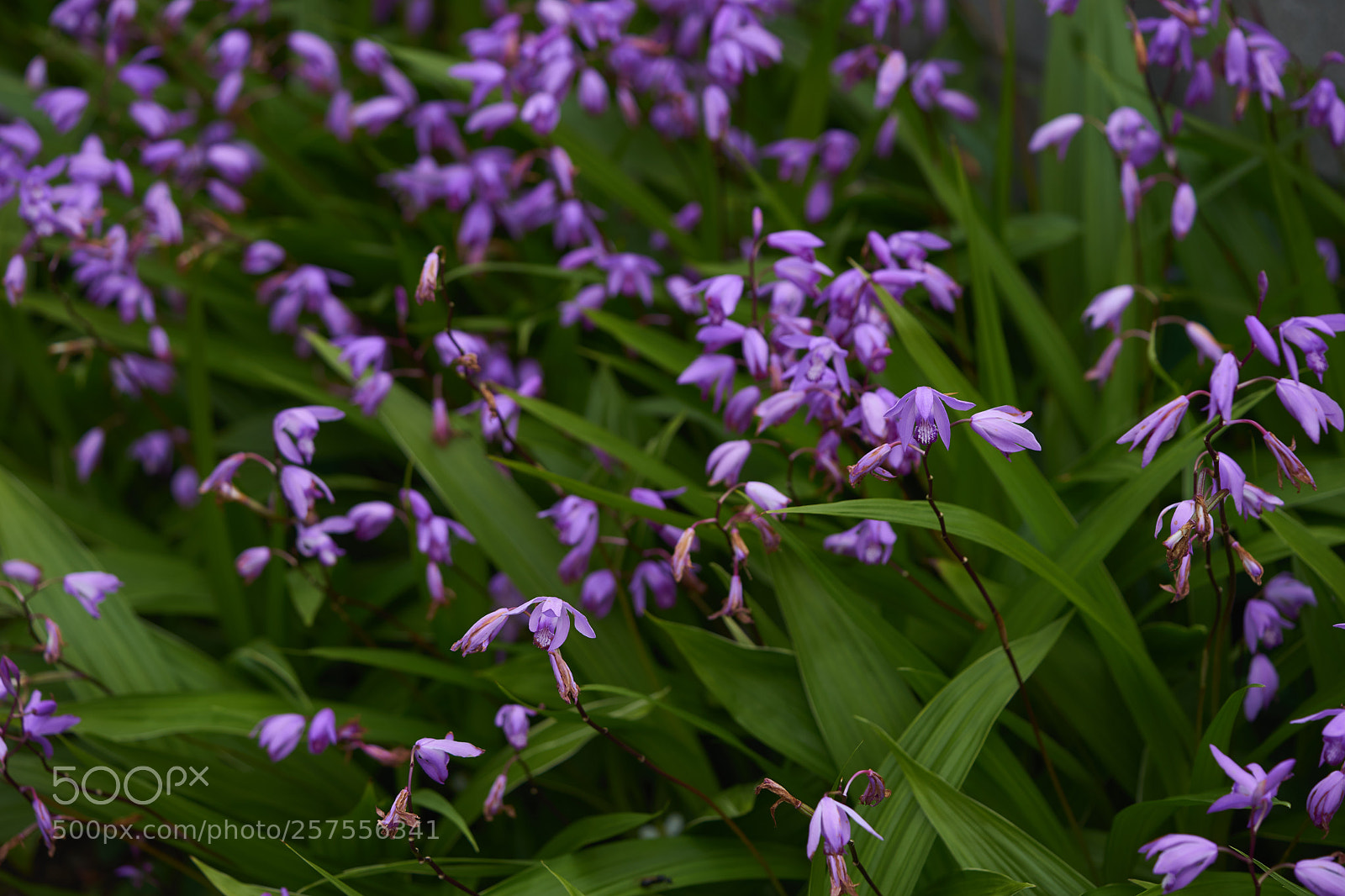 Sony a7 sample photo. Flowers 6582 photography