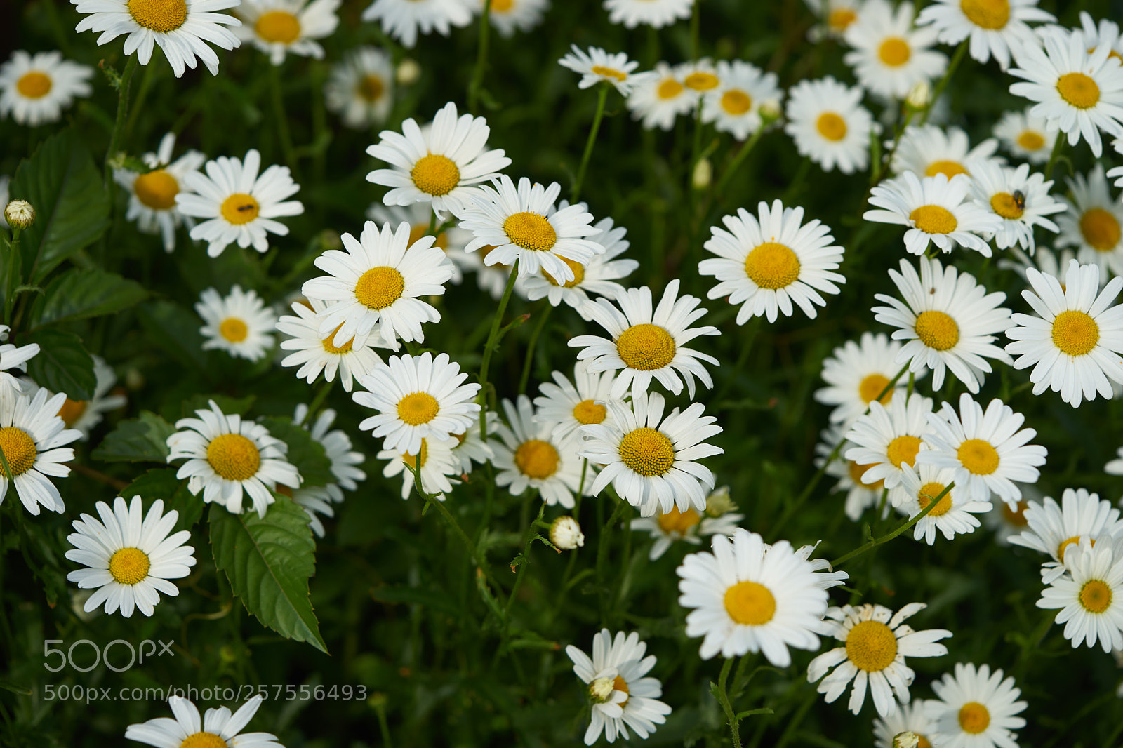 Sony a7 sample photo. Flowers 6583 photography