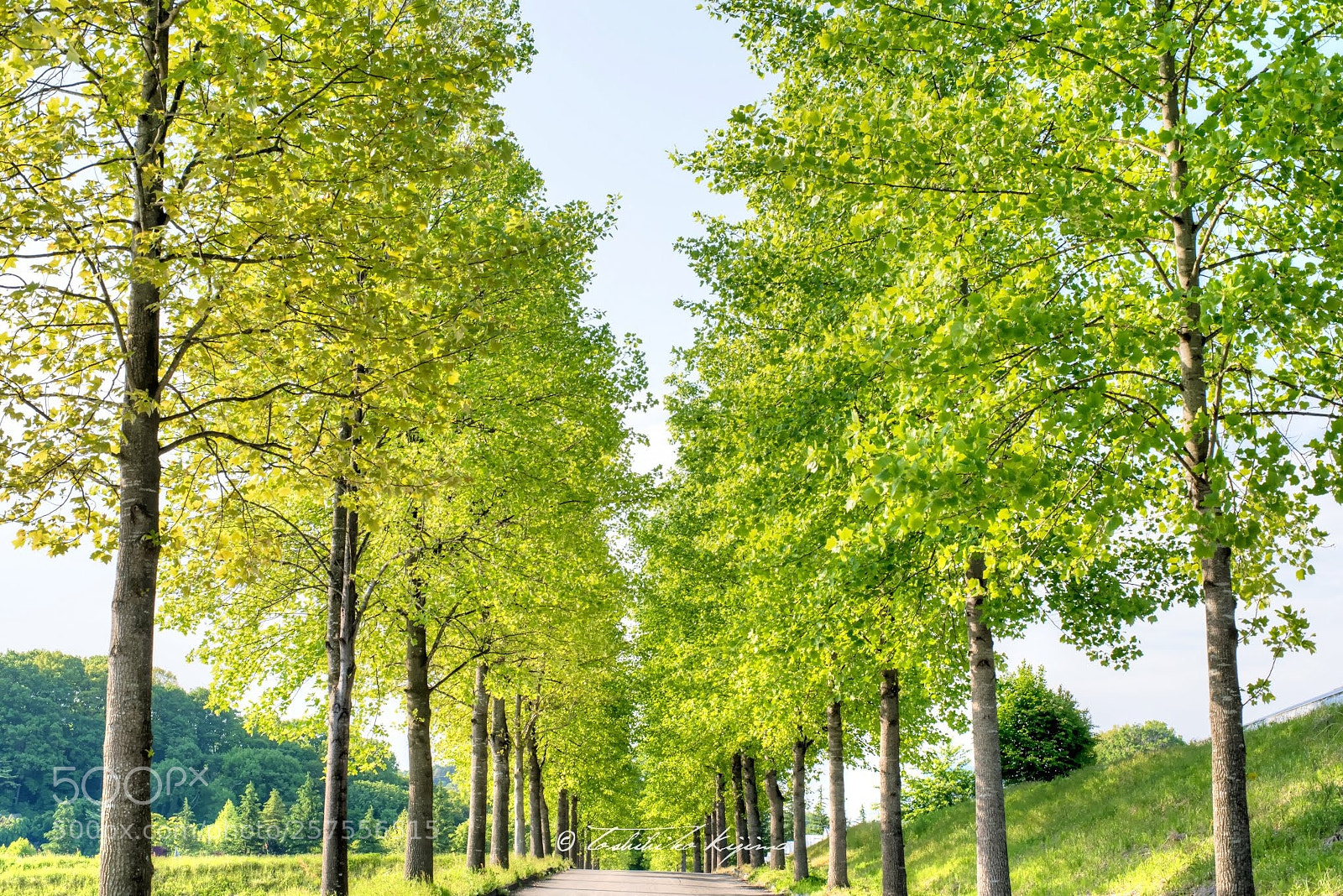Nikon D750 sample photo. Fresh green photography