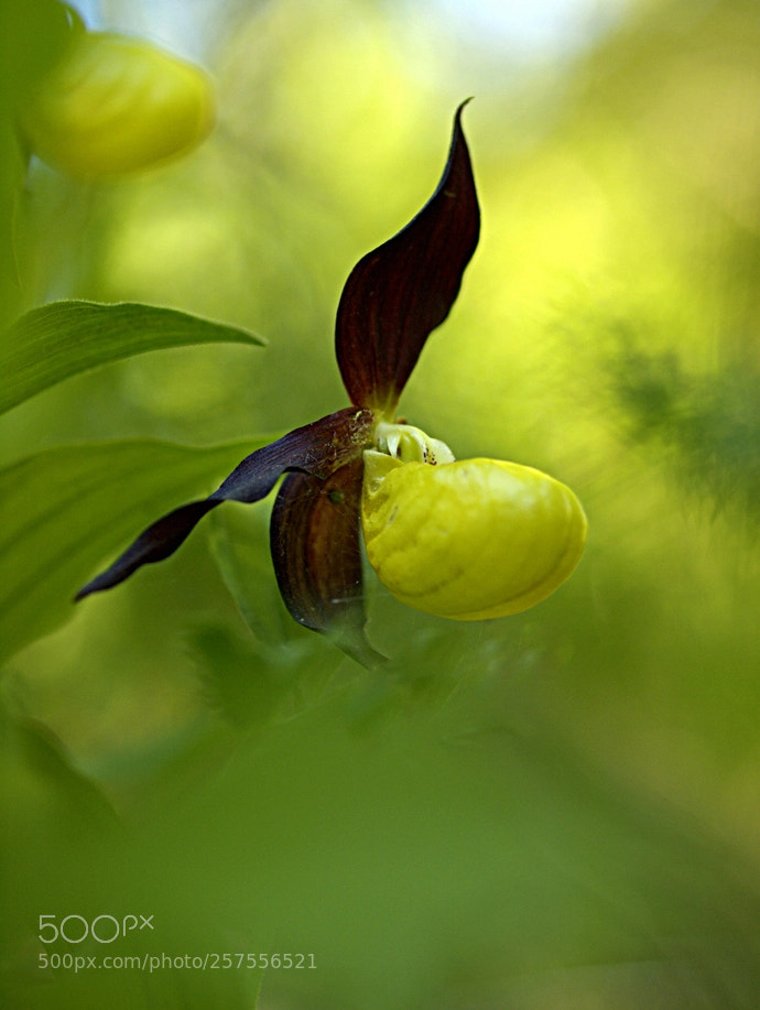Olympus E-3 sample photo. Cypripedium calceolus photography
