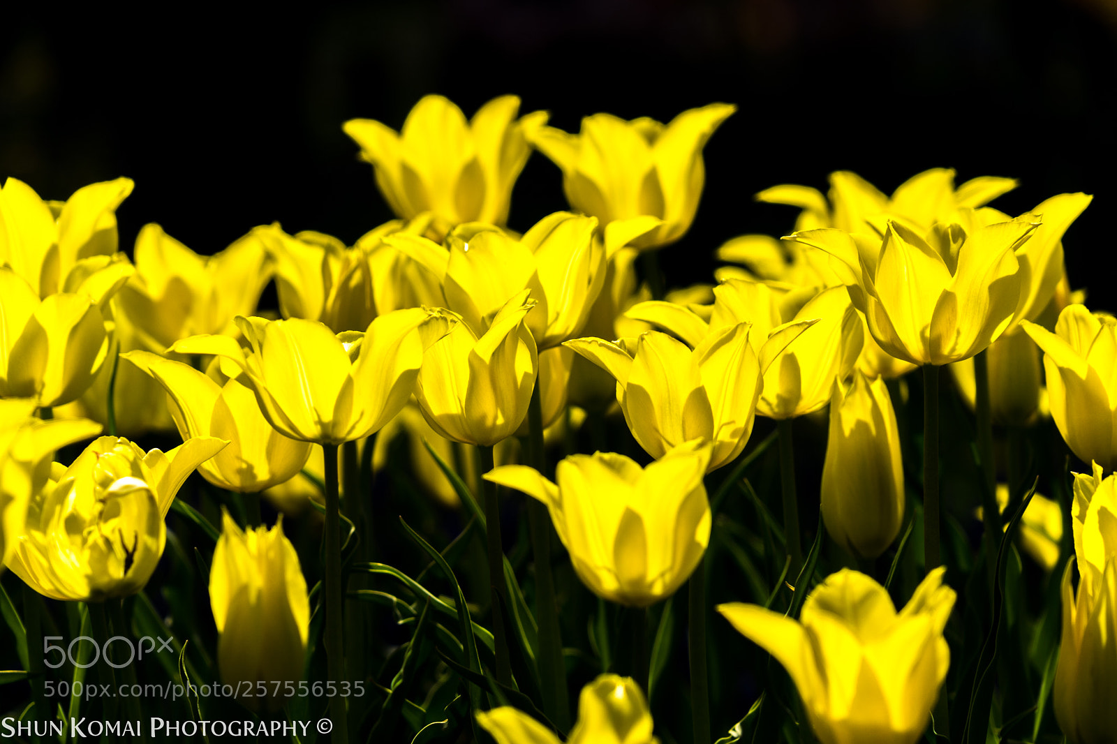 Sony a7 sample photo. Shining photography