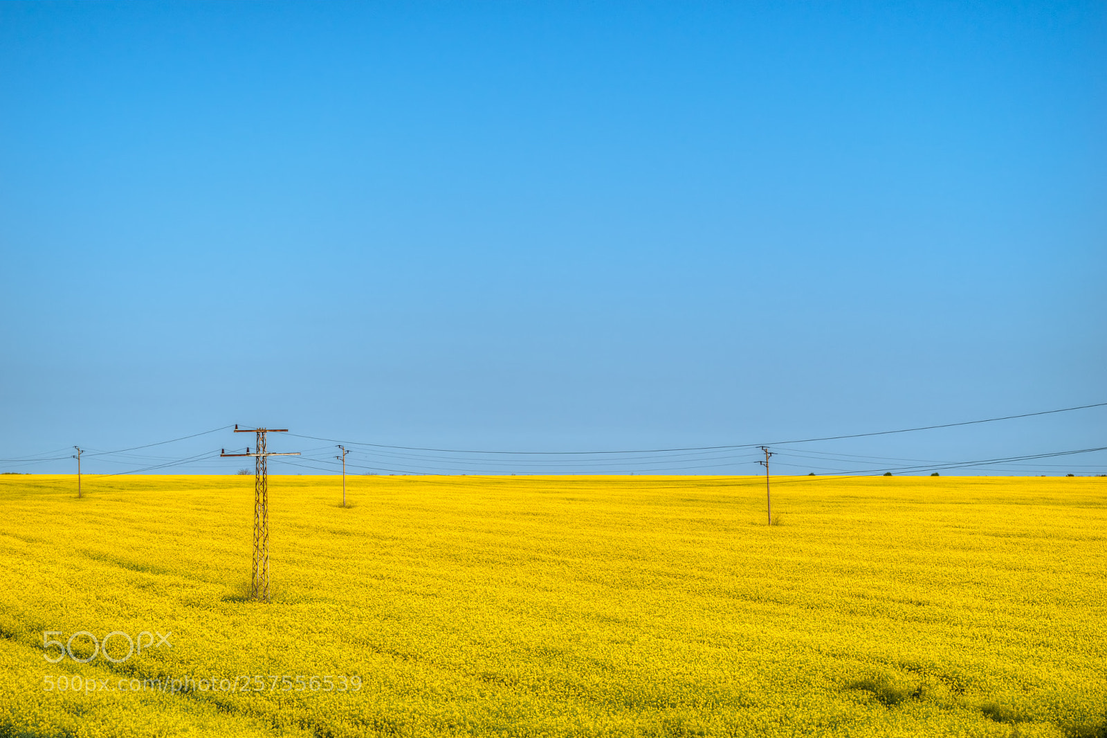 Nikon D5500 sample photo. Yellow photography