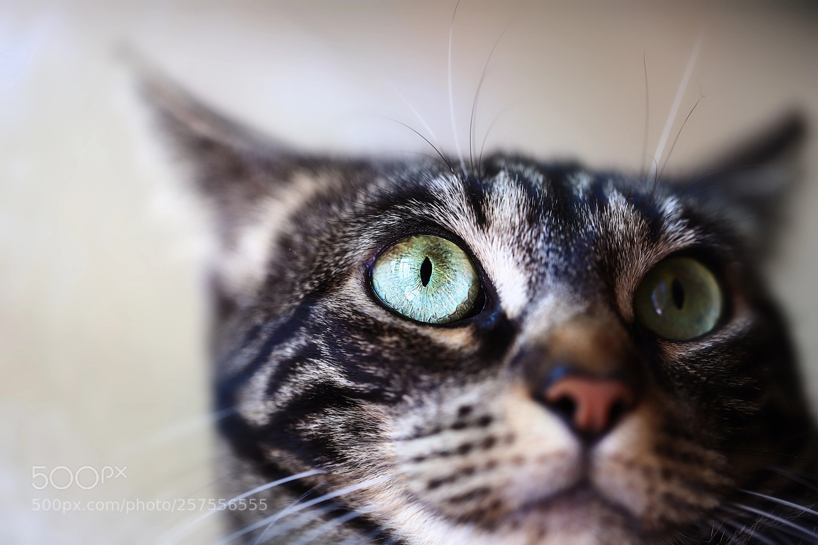 Canon EOS 6D Mark II sample photo. Spritz photography