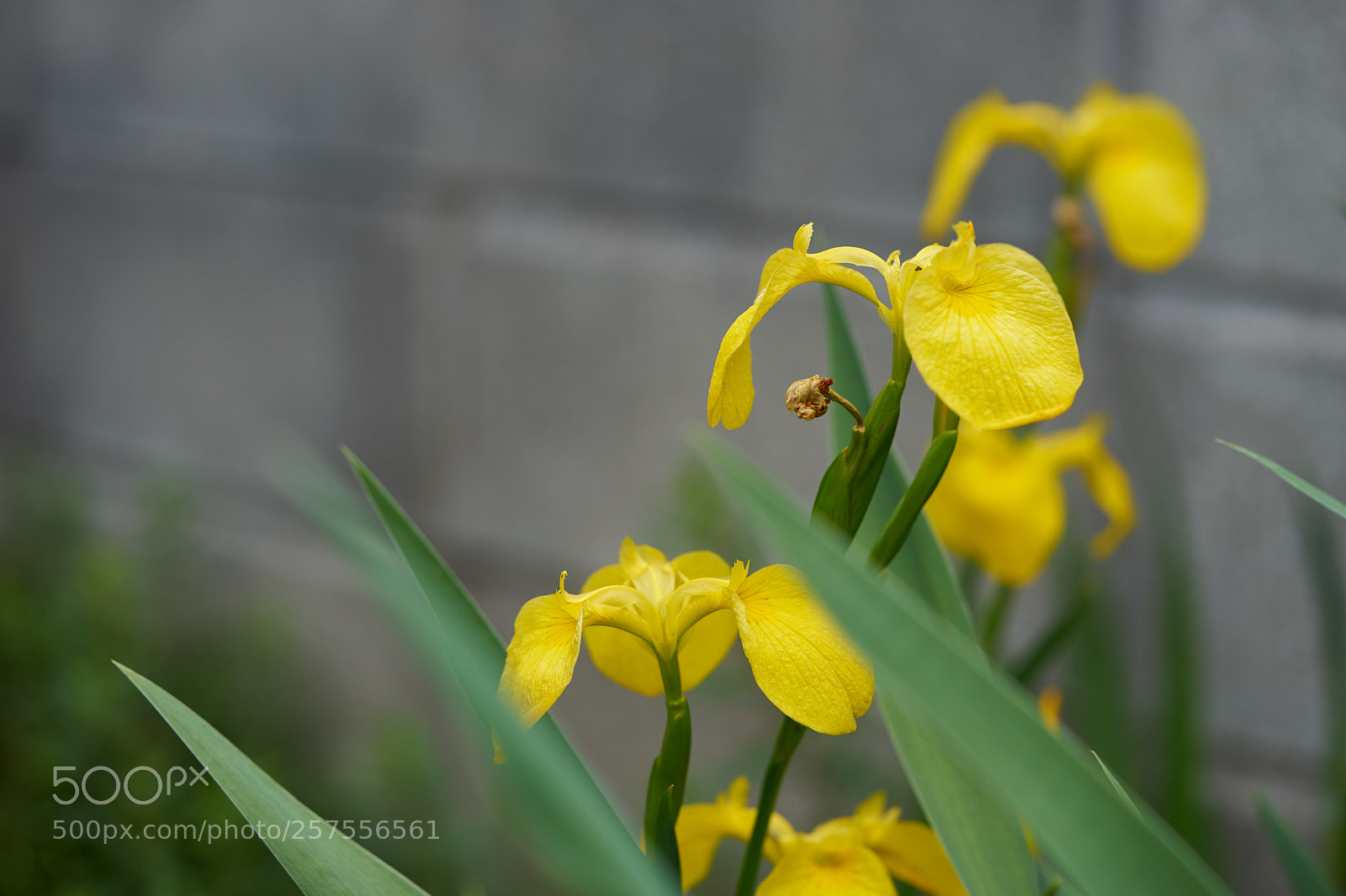 Sony a7 sample photo. Flowers 6584 photography