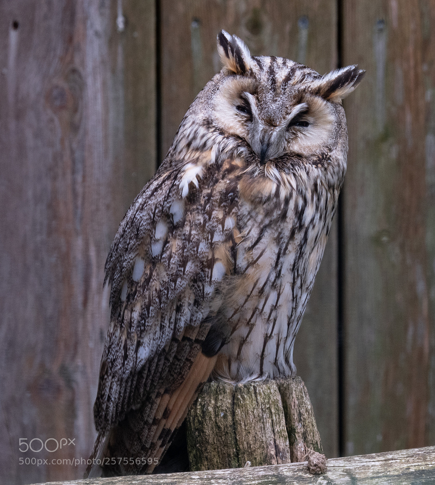 Canon PowerShot G3 X sample photo. The owl photography
