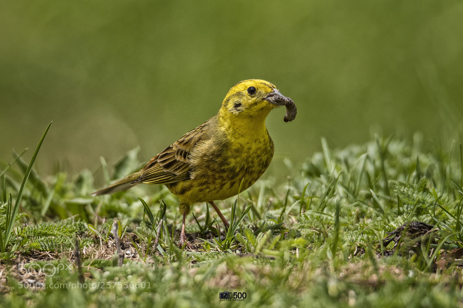 Nikon D500 sample photo. Lo zigolo giallo affamato photography
