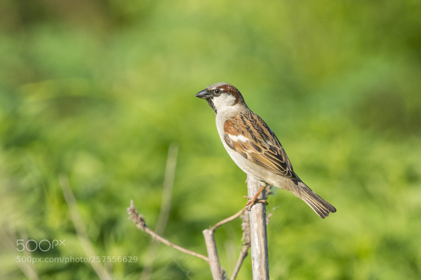 Nikon D7100 sample photo. House sparrow photography