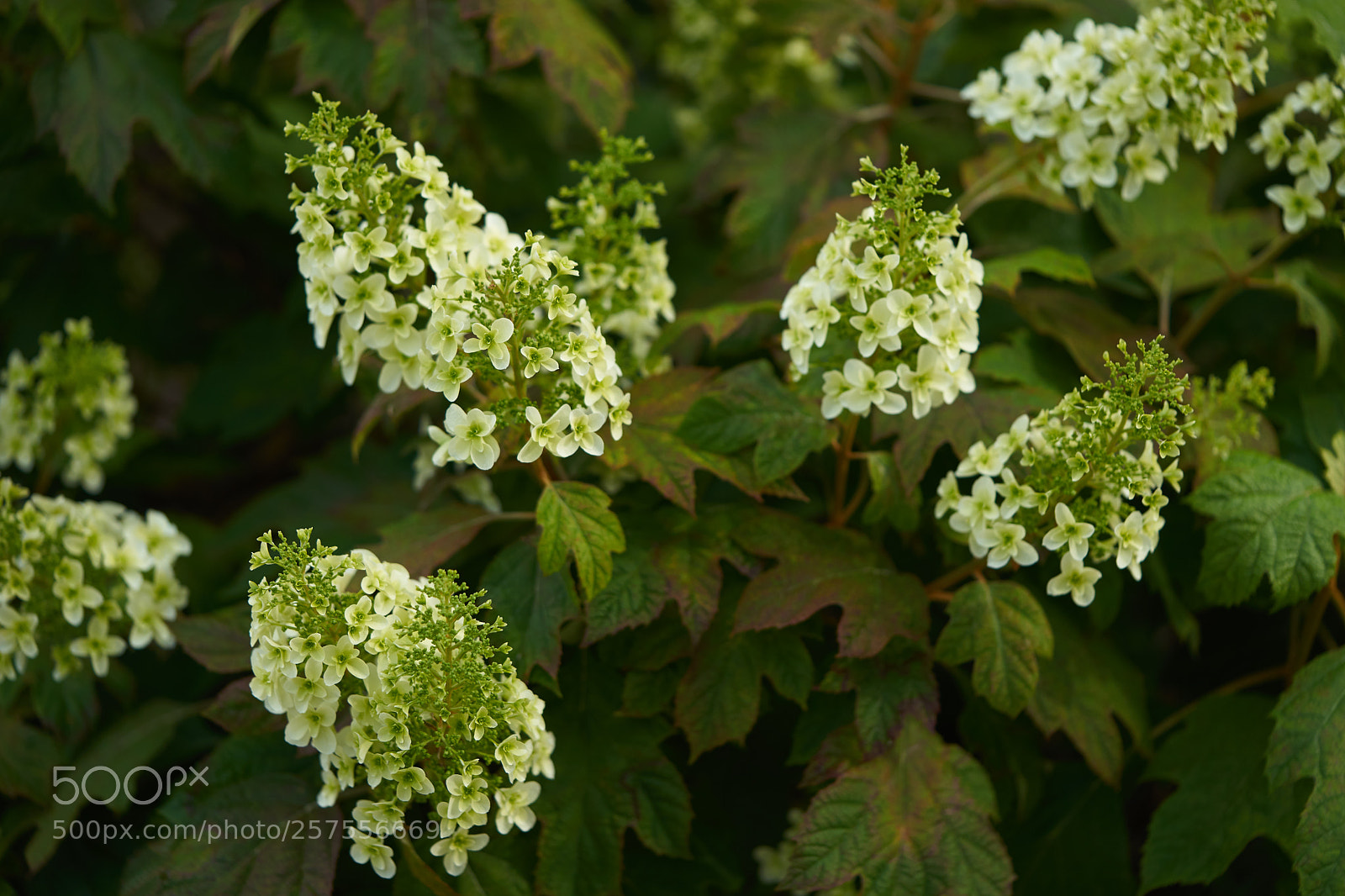 Sony a7 sample photo. Flowers 6585 photography