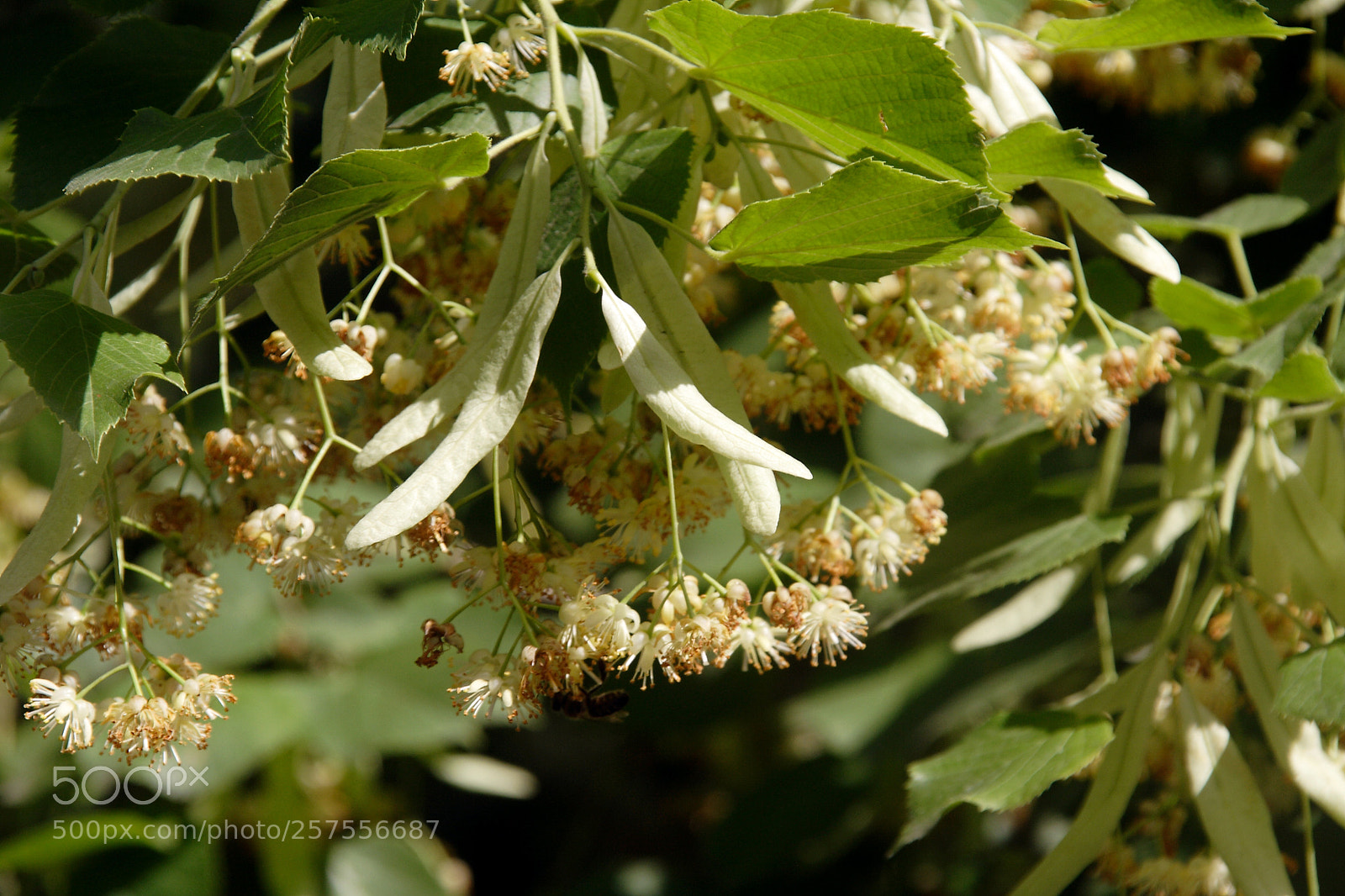 Canon EOS 350D (EOS Digital Rebel XT / EOS Kiss Digital N) sample photo. Linden blooms photography
