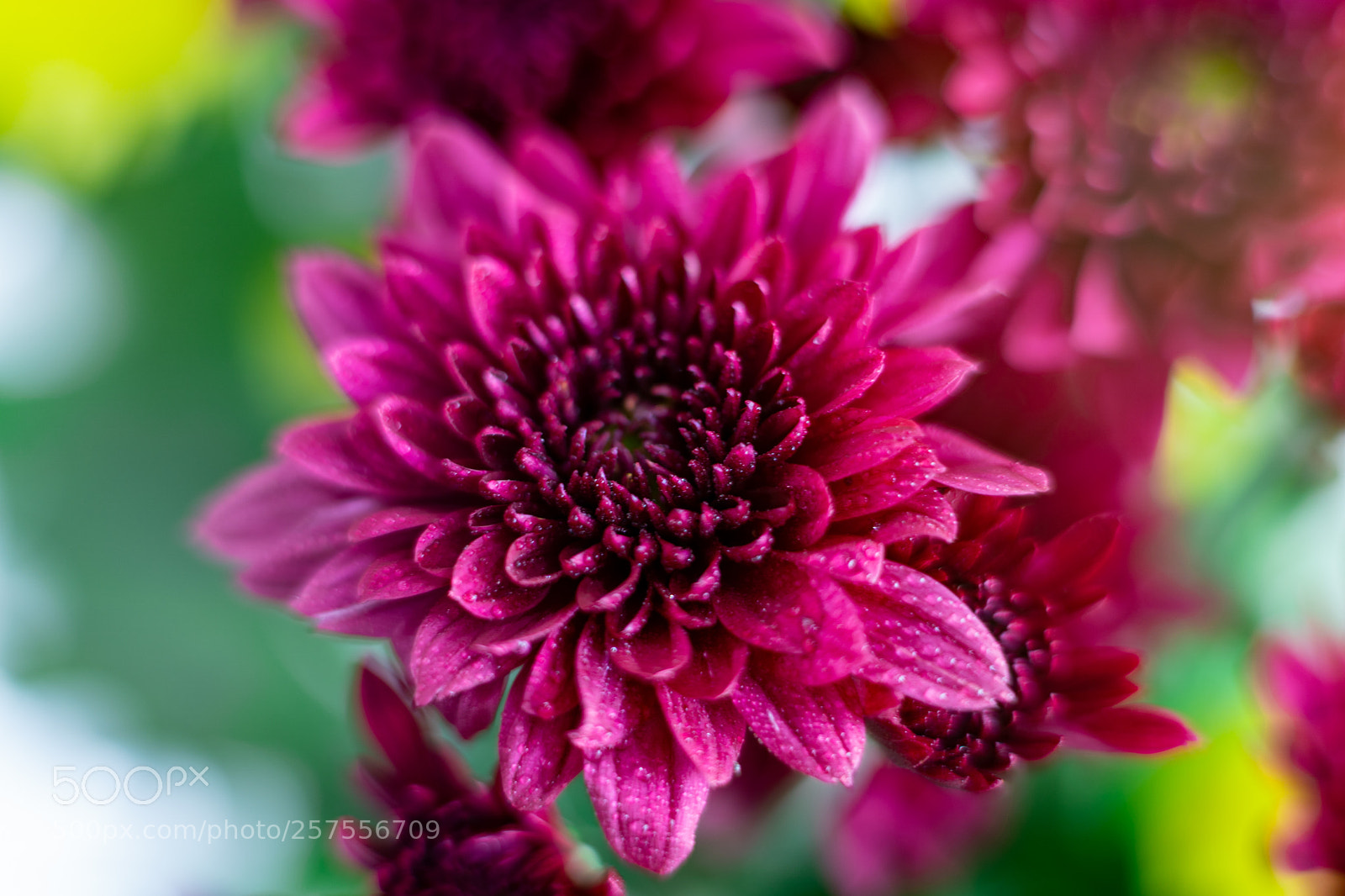 Sony a7 III sample photo. Chrysanthemum flower close up photography