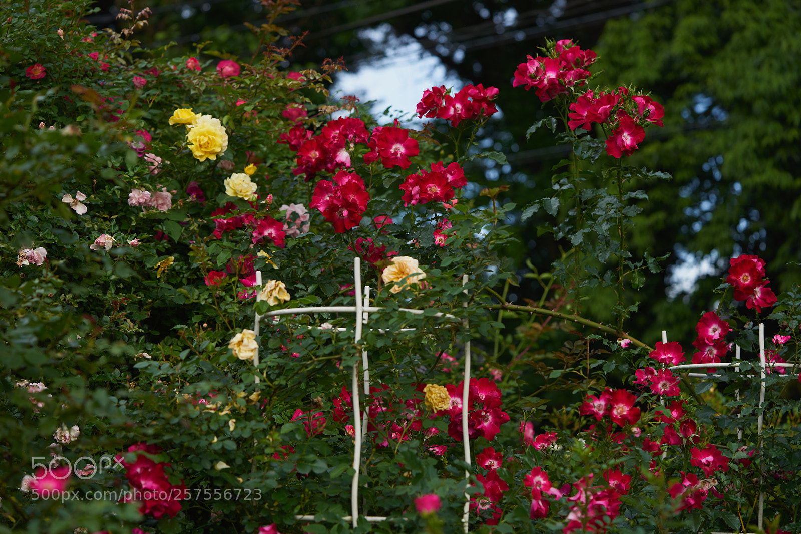 Sony a7 sample photo. Flowers 6586 photography