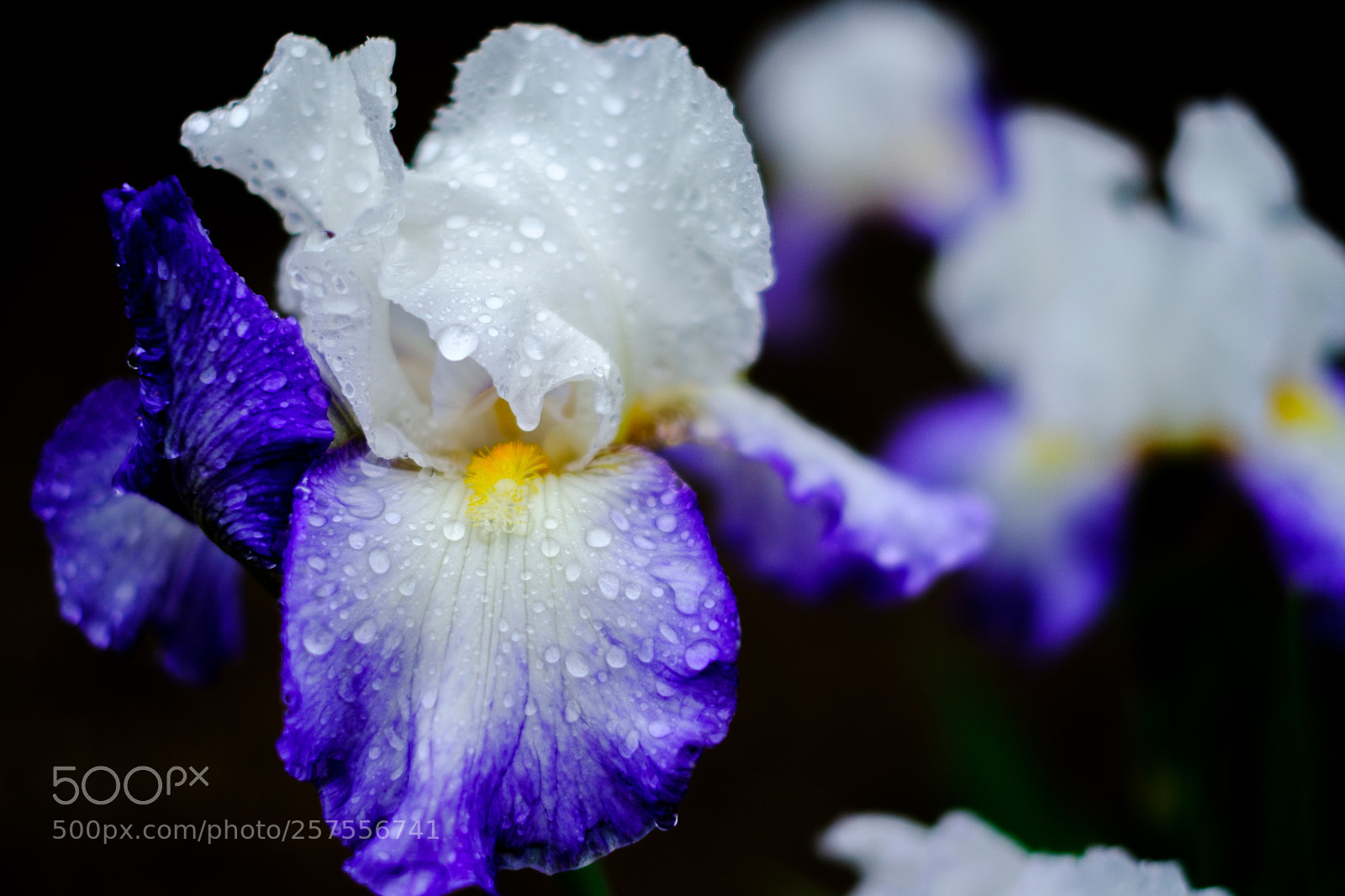Fujifilm X-T2 sample photo. 濡菖蒲 photography