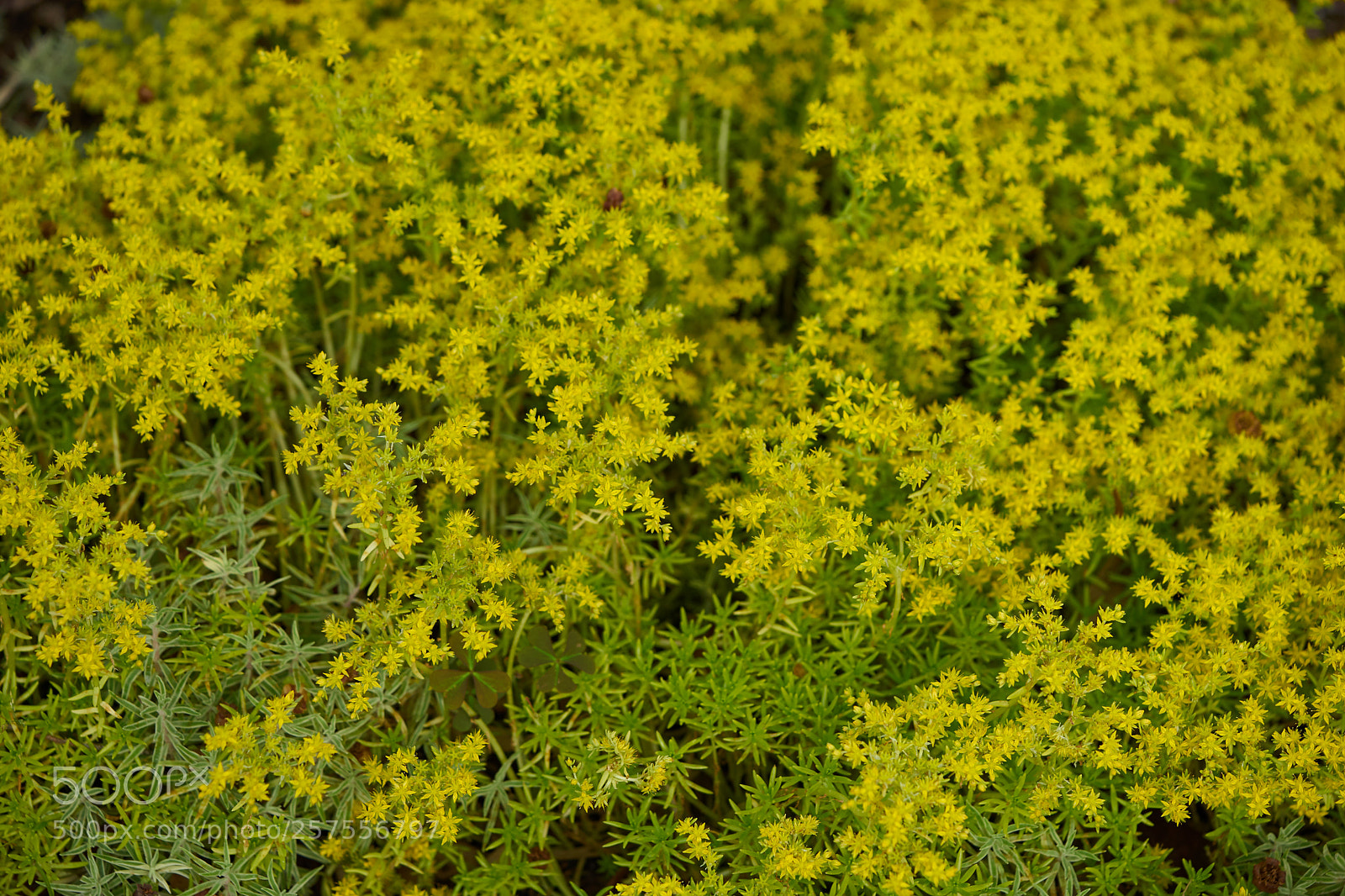Sony a7 sample photo. Flowers 6587 photography