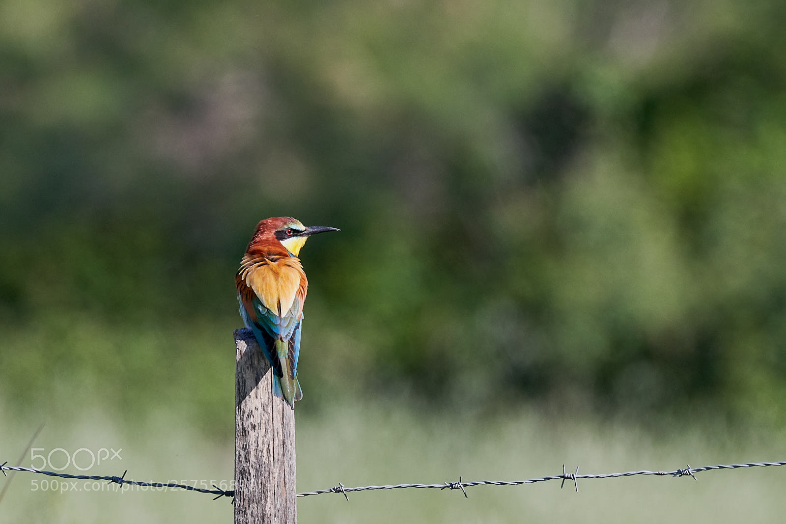 Nikon D7500 sample photo. Guêpier d'europe photography