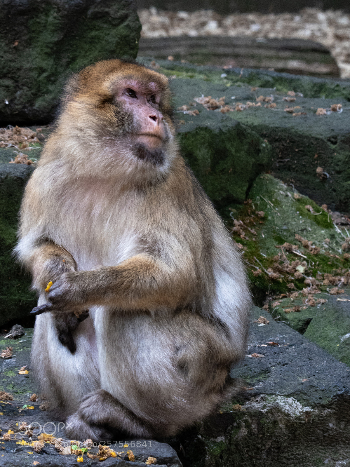 Canon PowerShot G3 X sample photo. Feeding monkey photography