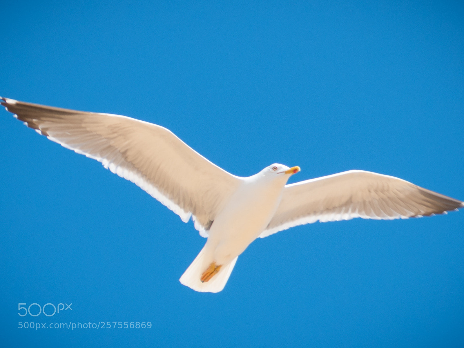 Nikon D7500 sample photo. Mouette photography