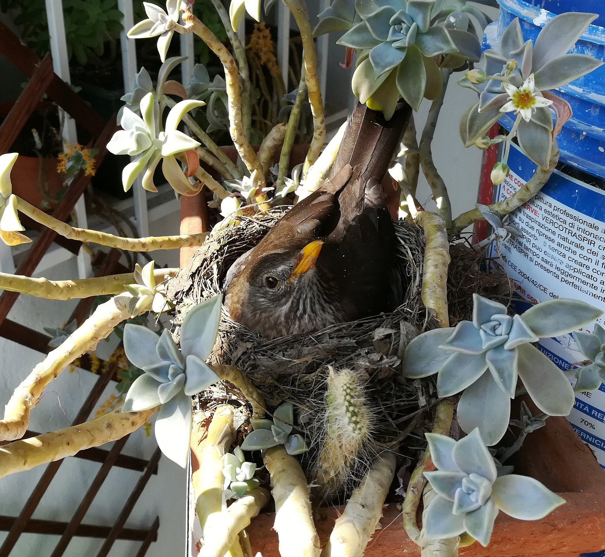 HUAWEI honor 6x sample photo. Bird photography