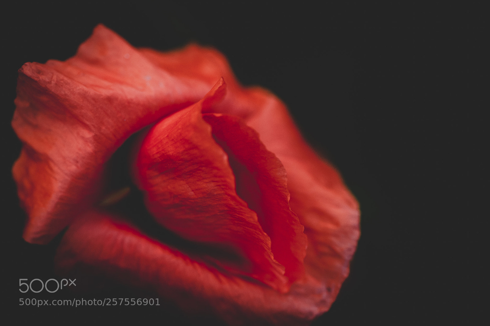 Nikon D700 sample photo. Spring poppies photography