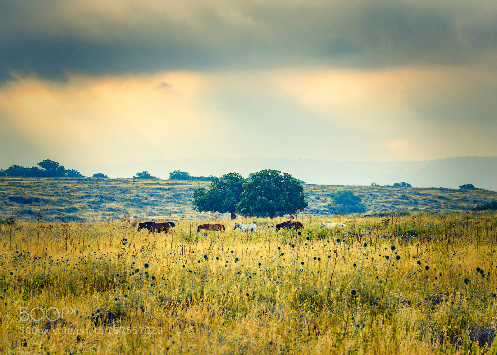 Nikon D7200 sample photo. The herd of horses photography
