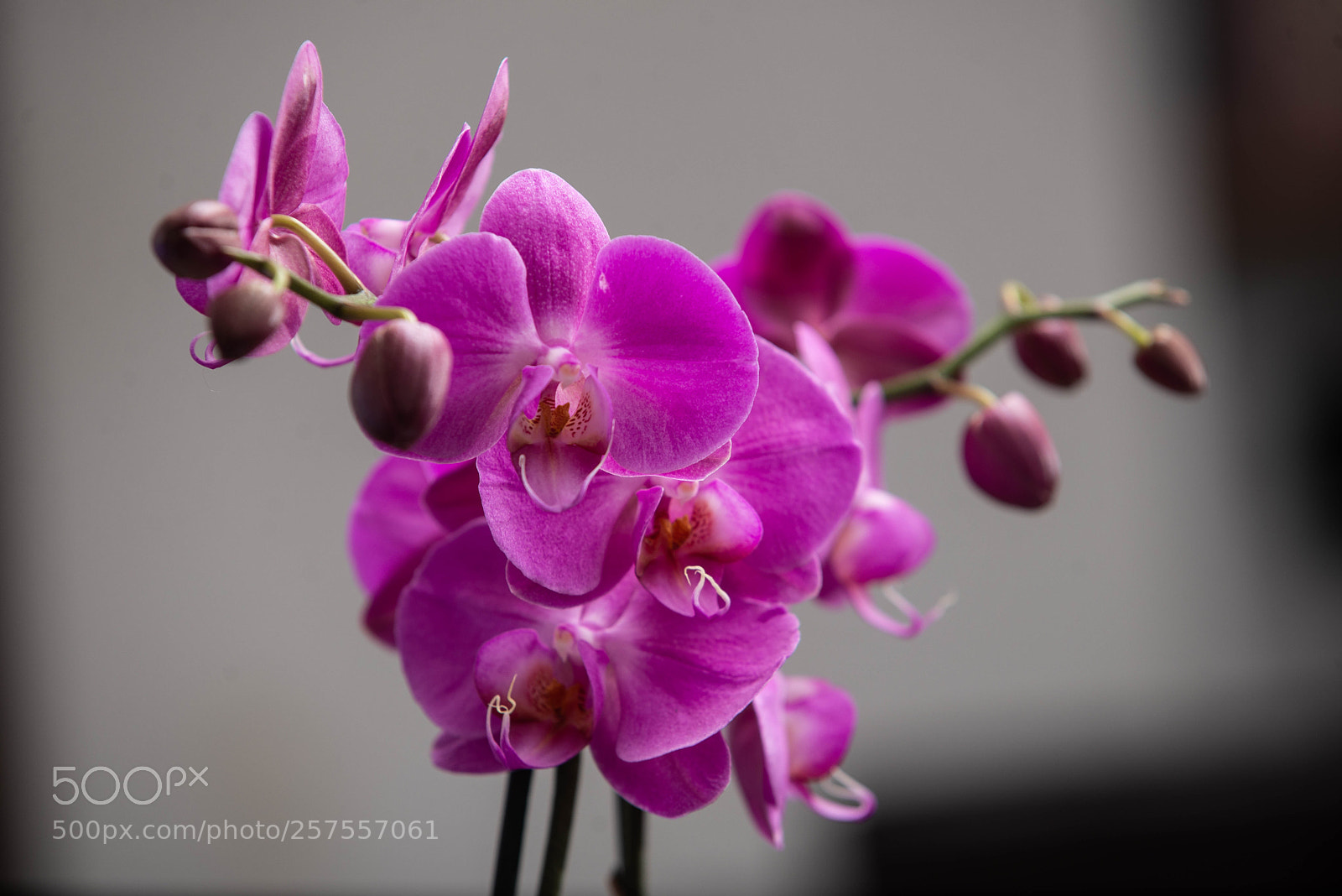 Nikon D600 sample photo. Orquideas photography