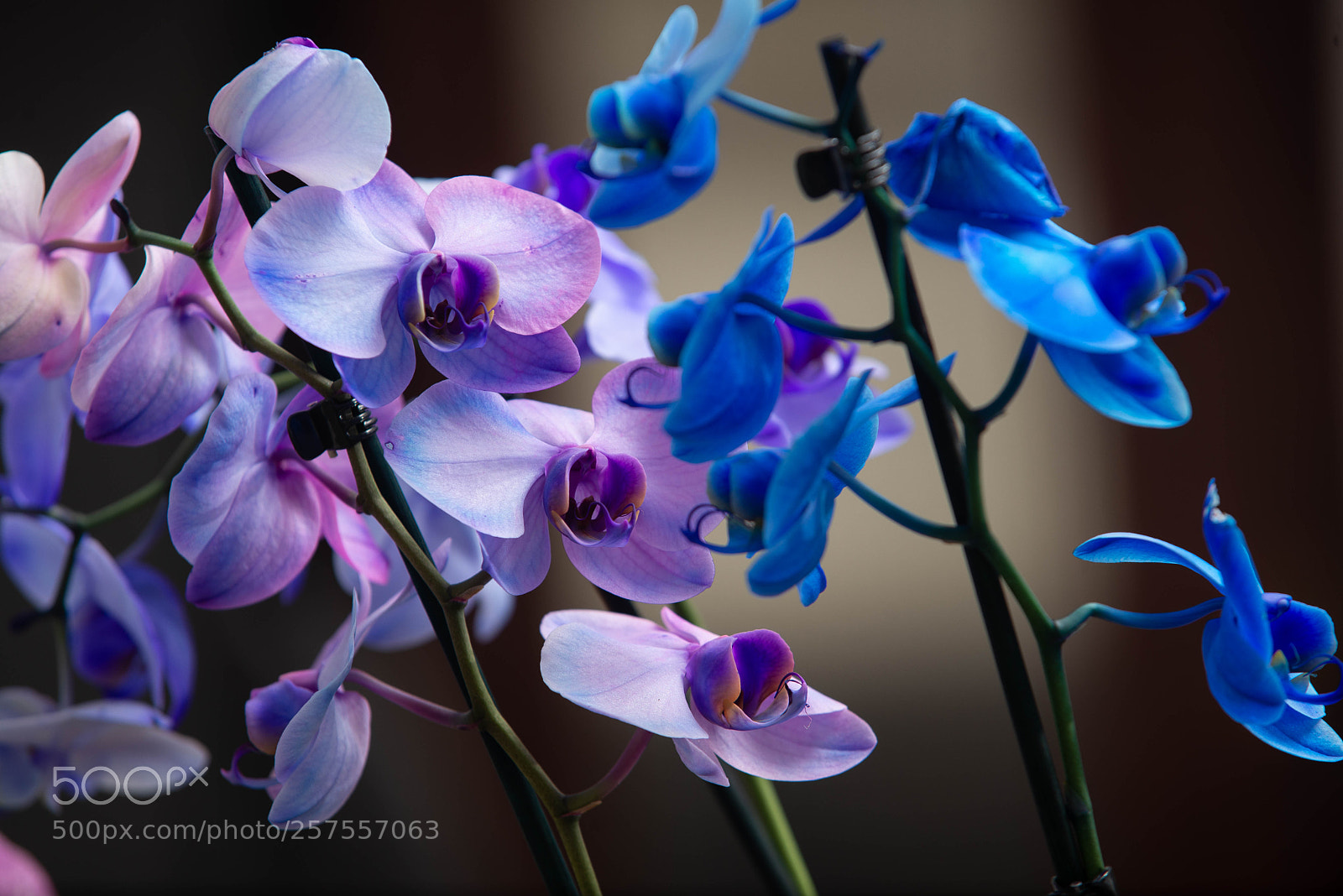 Nikon D600 sample photo. Orquideas photography