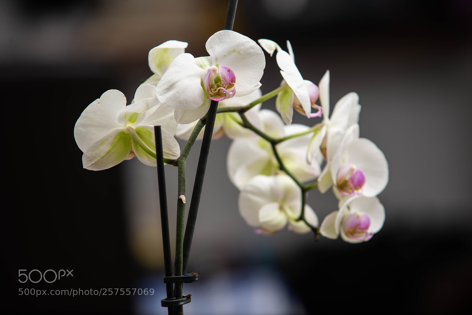 Nikon D600 sample photo. Orquideas photography