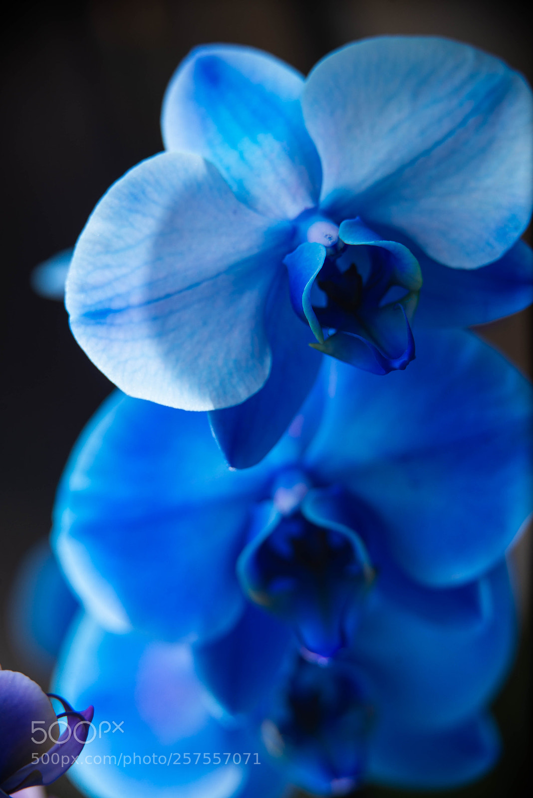 Nikon D600 sample photo. Orquideas photography