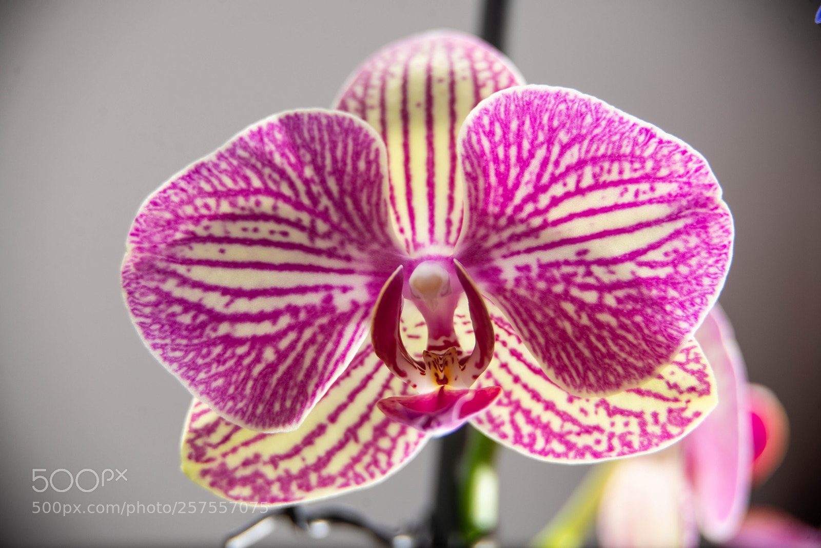 Nikon D600 sample photo. Orquideas photography
