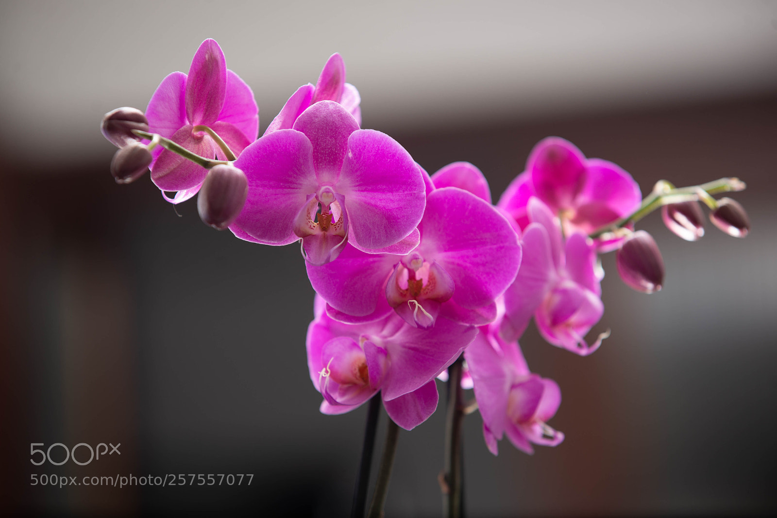 Nikon D600 sample photo. Orquideas photography